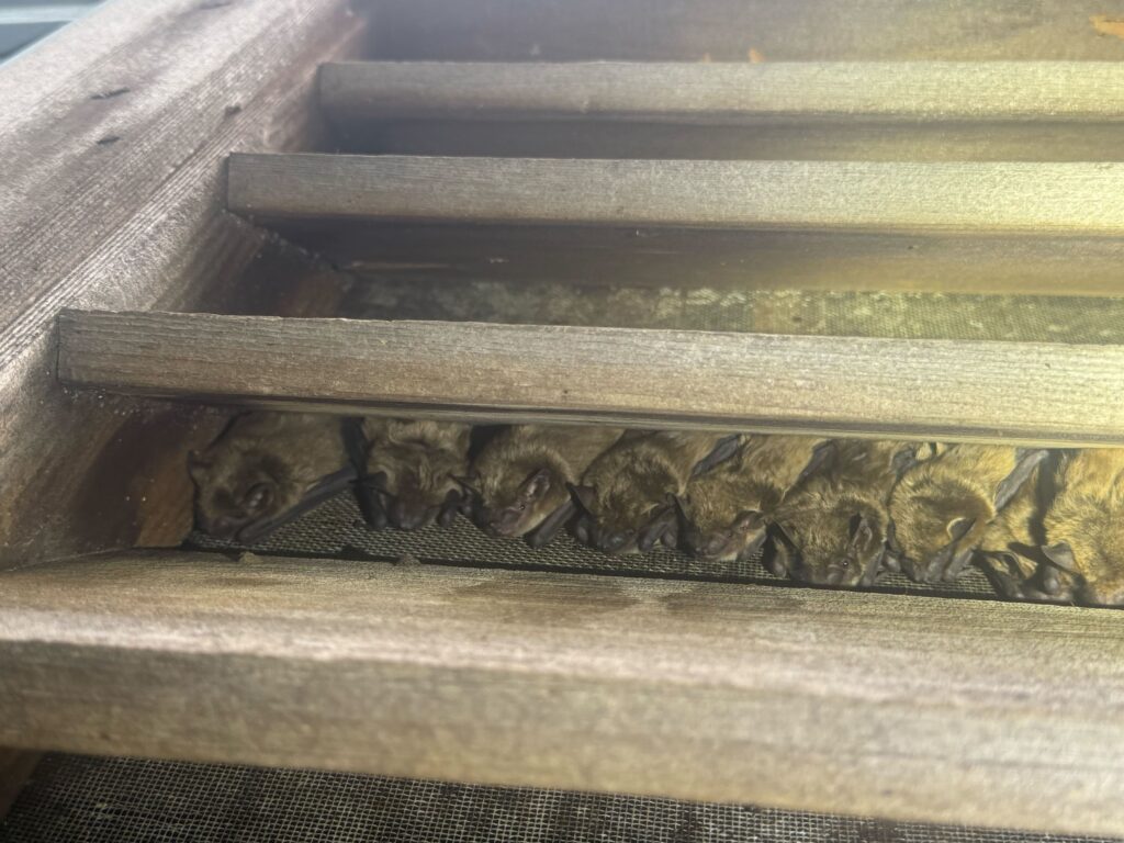 Animal Removal Wheeler