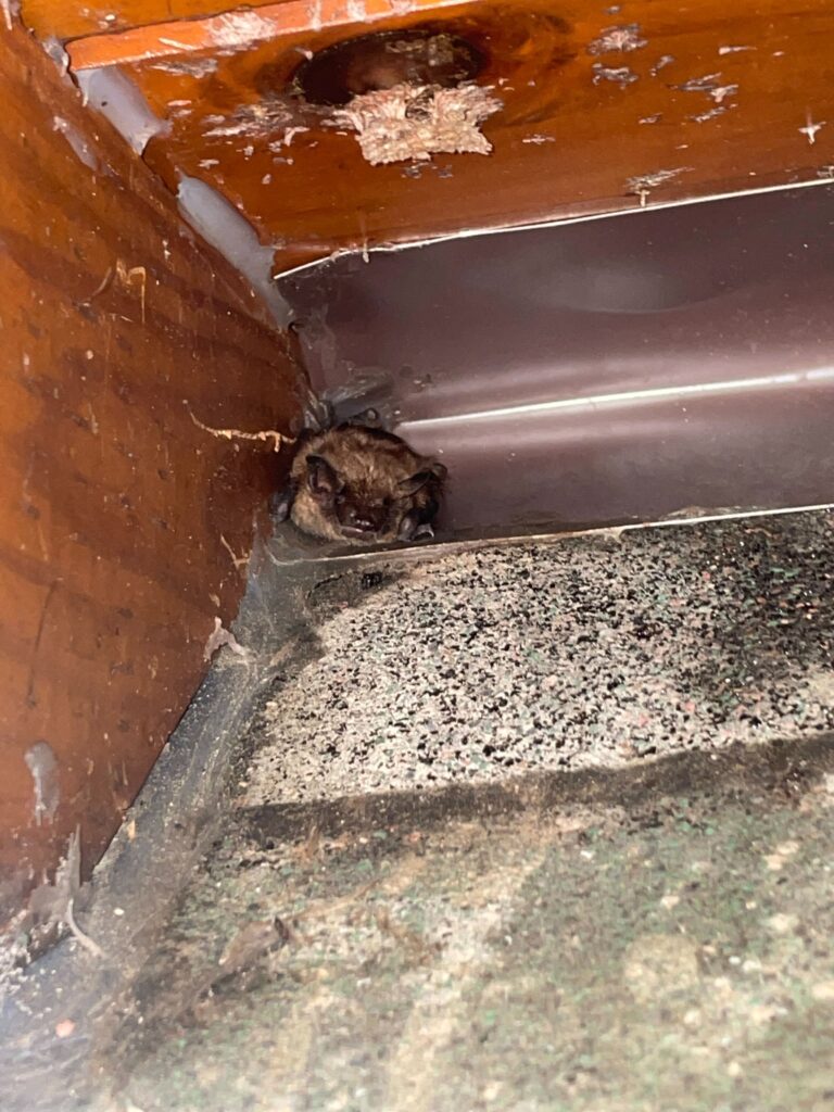 Animal Removal Wheeler