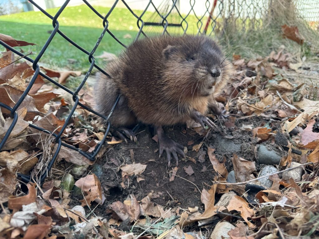 Animal Removal Wheeler